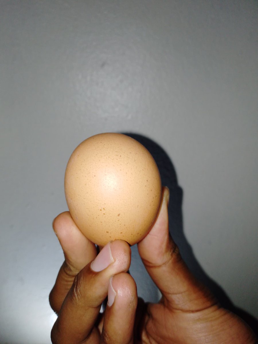 PacifiqueSimbi's tweet photo. Do you have 200 rwf? Did you know you can afford one Egg? Let's celebrate this #WorldEggDay2024 together, starting from individual to the community!👌✊
@hezainitiatives @unicefrw @Rwanda_Child @RBCRwanda  @PoultryRwanda @RICA_Rwanda @Elekta_Fdn @USAIDRwanda @FAO 
#OneEggEveryday https://t.co/Opq0g4yXNC