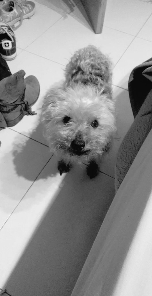 DragonBallwaifu's tweet photo. Señoras.... Señores.... Mi perrito se fue para siempre....🥺😢😭😭😭.

En nuestra memoria siempre 

Descansa en paz querido Joe https://t.co/ImKmLi6hcN
