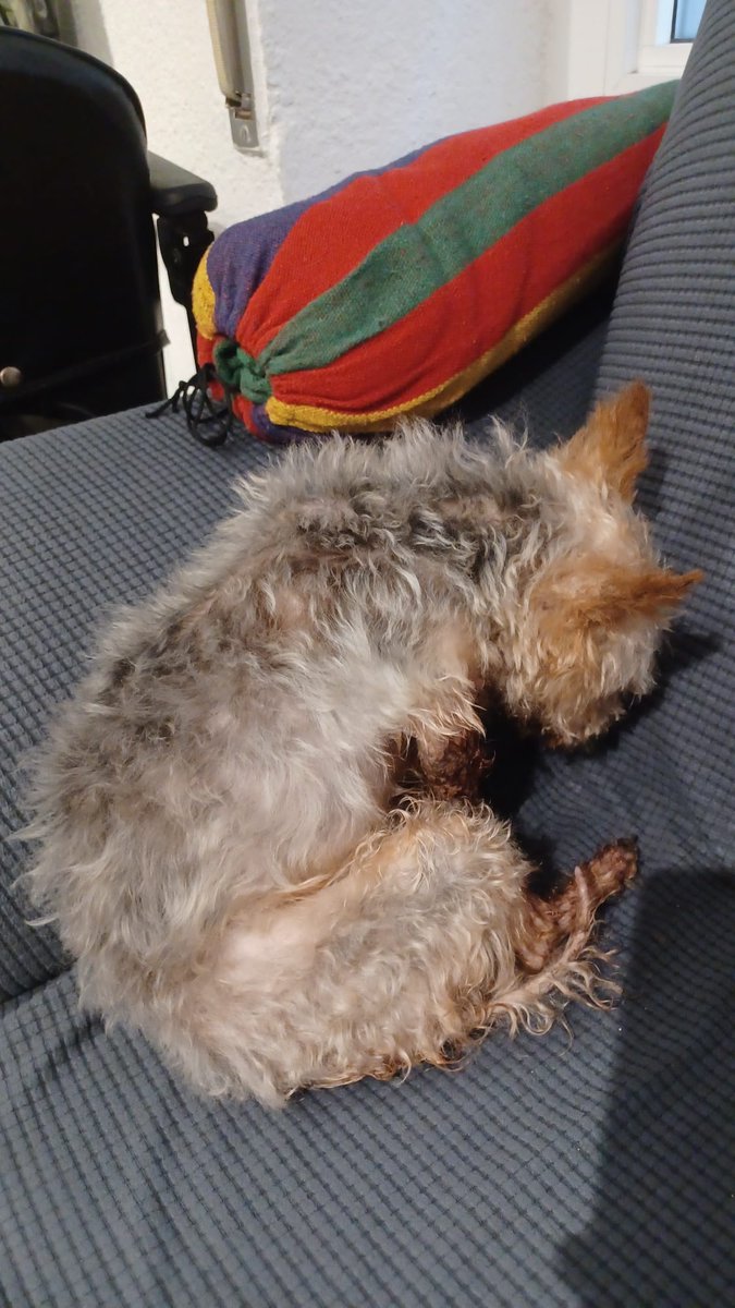 DragonBallwaifu's tweet photo. Señoras.... Señores.... Mi perrito se fue para siempre....🥺😢😭😭😭.

En nuestra memoria siempre 

Descansa en paz querido Joe https://t.co/ImKmLi6hcN