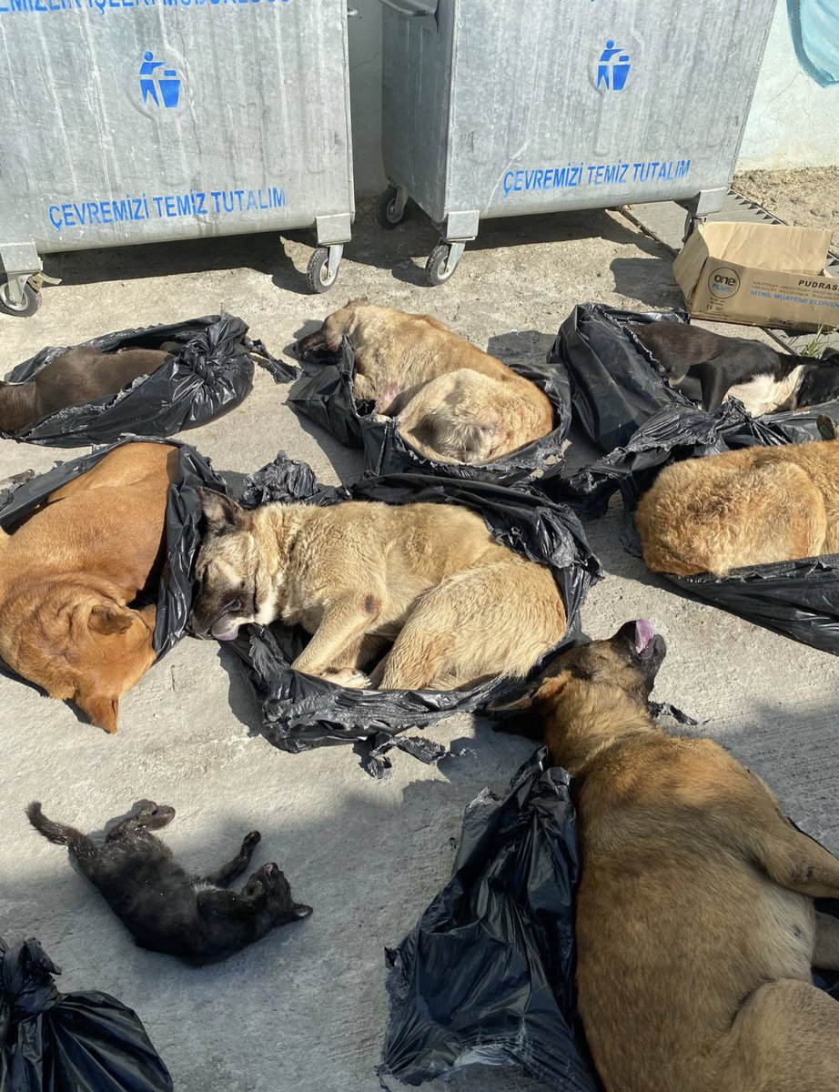 ocmvakfi's tweet photo. Allah'ım bunlar ne böyle ? Gebze'de bir sürü kedi ve köpek uyutulmuş. Allah'ın sessiz kullarını katledenler karşılarında bizi bulacaklar.  #GebzedeKatliamVar
https://t.co/vRGosZmtEi