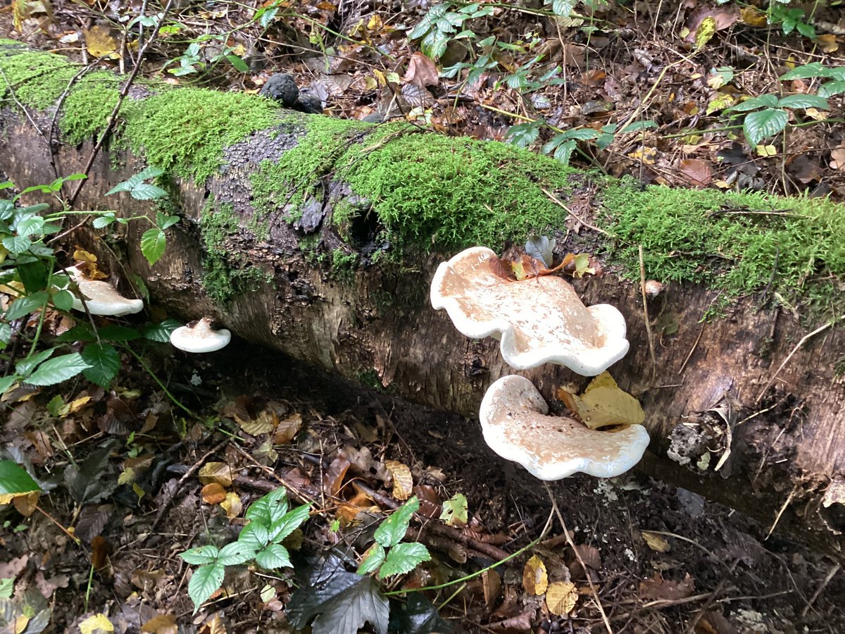 JOHN.D (@jdrittij) on Twitter photo 