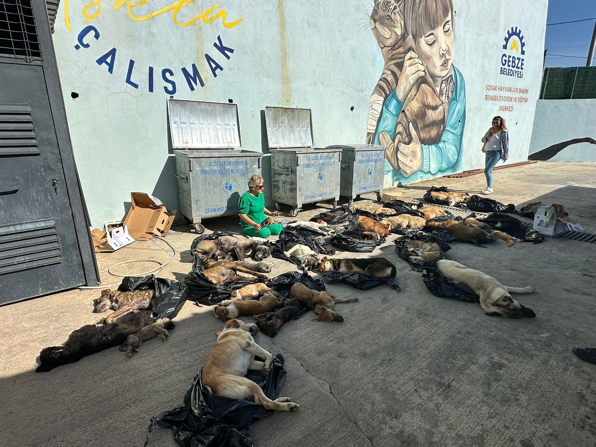 Gebze Belediyesi’ne bağlı Sokak Hayvanları "Bakım" Merkezi’nde, onlarca sokak hayvanı öldürülmüş ve  poşetlere konularak çöpe atılmış halde bulundu.

CHP İstanbul Milletvekili Nimet Özdemir Savcı gelene kadar oturma eylemi yapıyor. #GebzedeKatliamVar 

İnsanlığınız batsın.