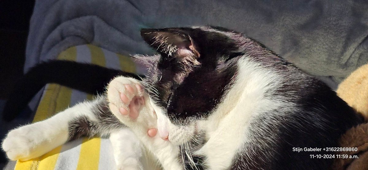 #Scratch my cat is now a cat with an identity crisis. Officially chipped and castrated in Alkmaar. 
Sorry my dear Scratch. 
#ScratchTheCat