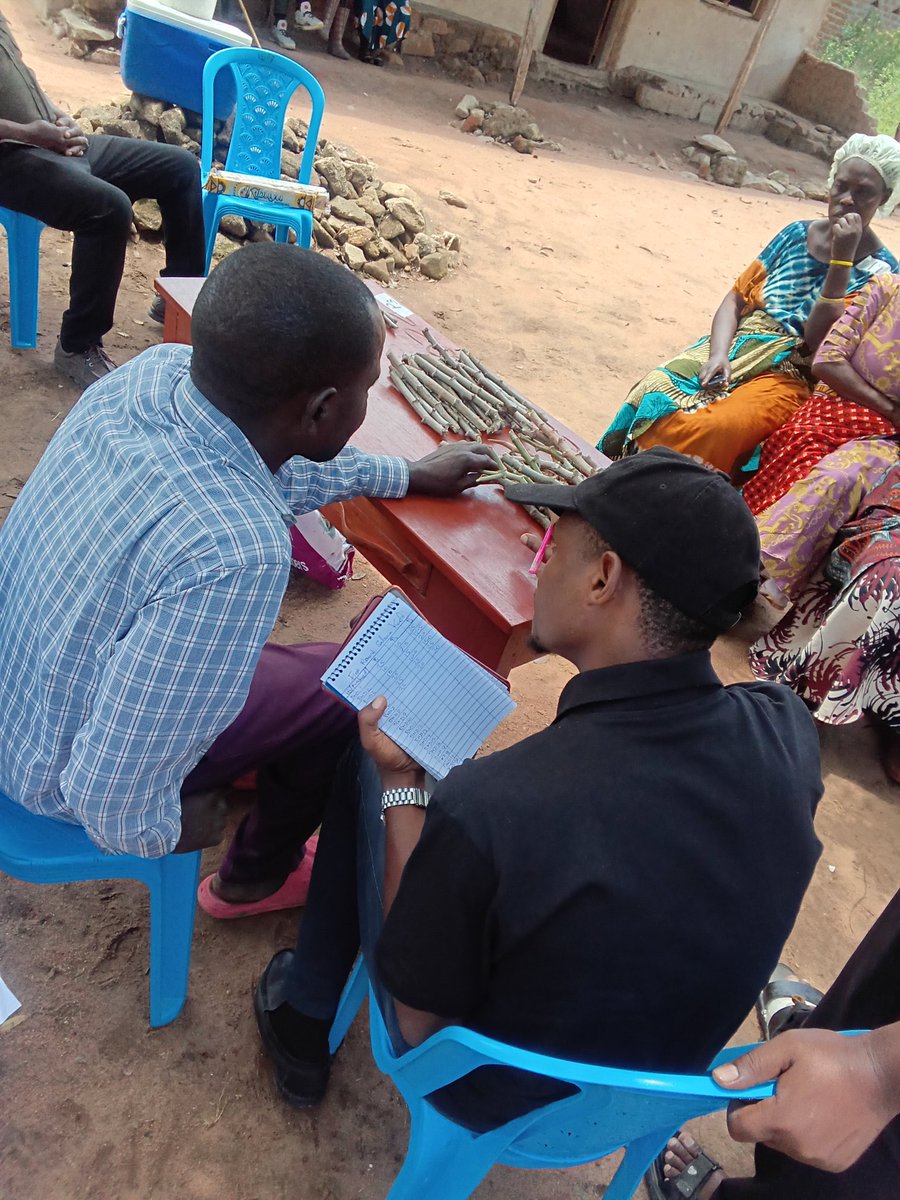 IITA is conducting willingness to pay study for cassava seed (cuttings/stems) Salama Kati ward in Bunda District, Mara Region, Tanzania. People place bids for the cassava cuttings displayed on the table. The bids so far indicate that improved cassava varieties are in high demand.