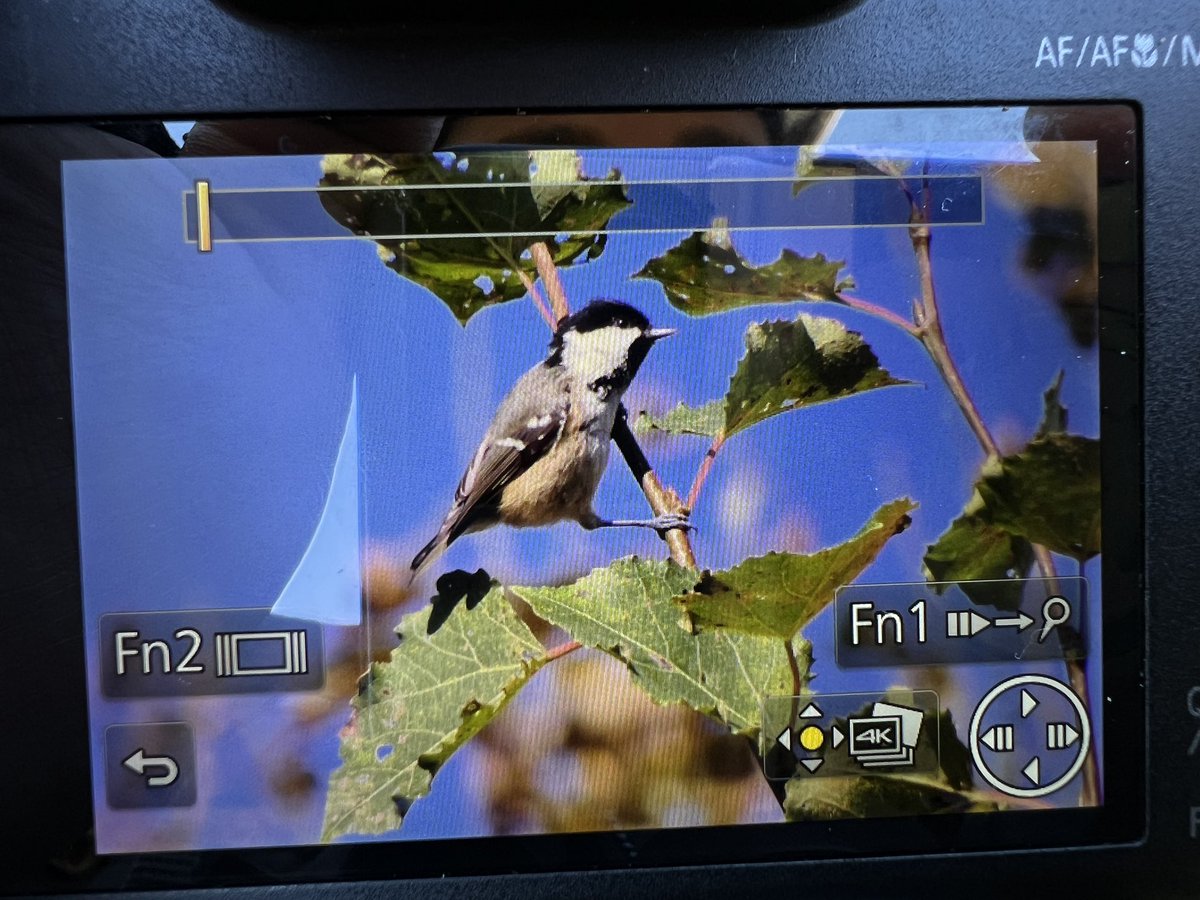 Only my 4th COAL TIT in 5 years at Watermead just now -woohoo!

#bucksbirdnews #birdwatching #nature #wildlife <a href="/CHILTERNSNATURE/">CHILTERNS NATURE - Chiltern Hills Birds & Wildlife</a> <a href="/bucksalert/">Bucks Bird Alert</a>