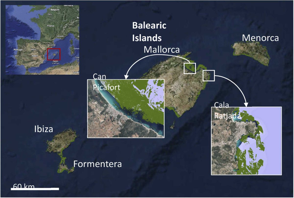 IEO Baleares 🐟🪸🐙🦐🐬 (@ieo_baleares) on Twitter photo 🗞️ #IEO_Baleares_Publication ➡️ 'Posidonia oceanica egagropiles: Good indicators for plastic pollution in coastal areas?'
ba.ieo.es/es/ultimas-pub… 🗞️ #IEO_Baleares_Publication ➡️ 'Posidonia oceanica egagropiles: Good indicators for plastic pollution in coastal areas?'
ba.ieo.es/es/ultimas-pub…