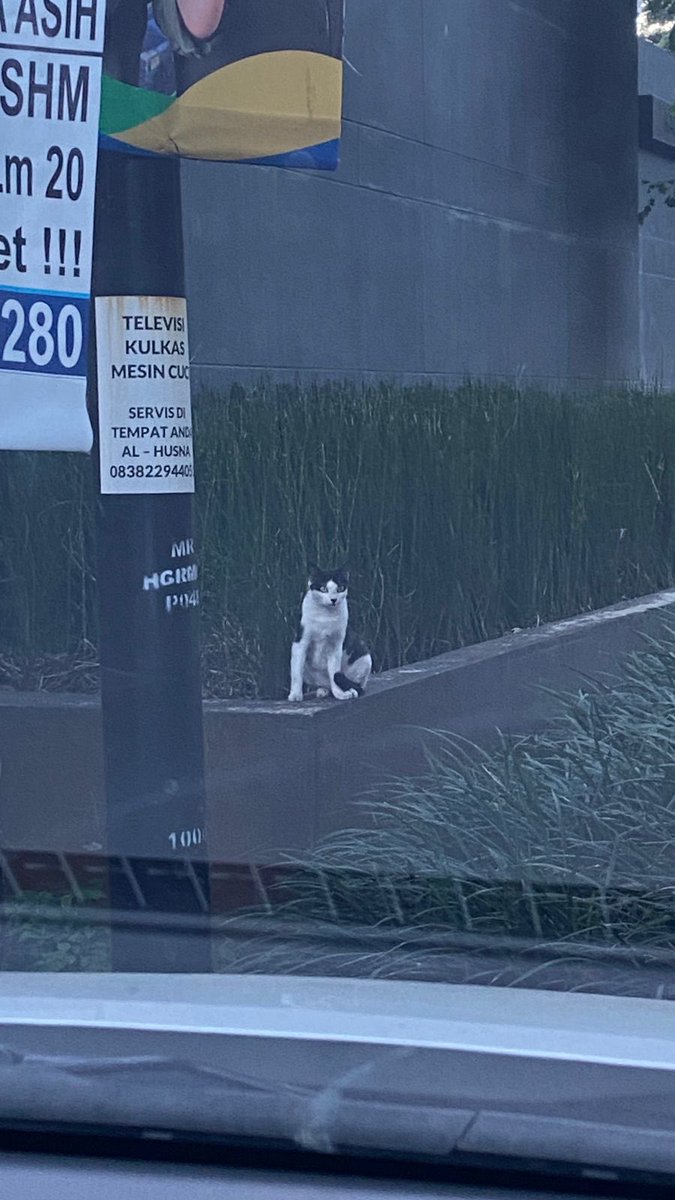 My cat was missing 2 years ago and today we found out she’s currently living in some rich man’s house so I guess goodbye you’re happier there baby 😭