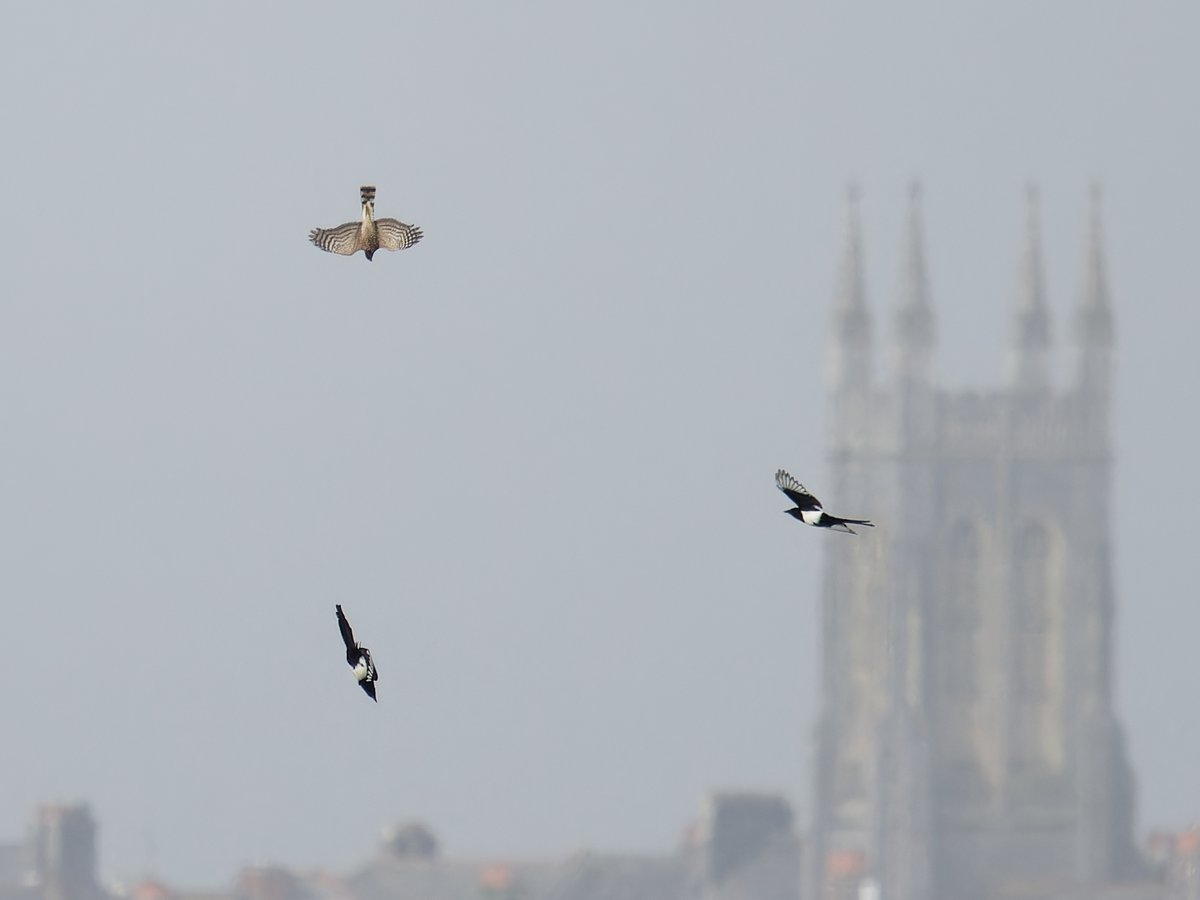 34fgsg's tweet photo. Excellent vismig on this beautiful morning yielded 20+ species with plenty of pigeons, siskin, redwing, song thrush, meadow pipit and skylark (garden tick). Plus low flying heron, greenfinches and sparrowhawk drama! https://t.co/HTrm5WnHLT