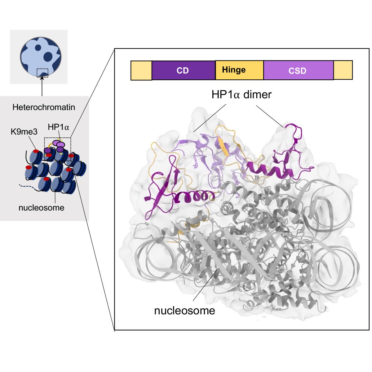 Abhishek Singharoy (@abhisekhsingha1) on Twitter photo Reporting an integrative model after some time !
<a href="/JakeMiratsky/">Jacob_Miratsky</a> employed an integrative structural biology with #CryoFold & #MDFF approach to determine the low-resolution structure of human HP1𝛼 in complex with an H2A.Z nucleosome.
authors.elsevier.com/sd/article/S09… Reporting an integrative model after some time !
<a href="/JakeMiratsky/">Jacob_Miratsky</a> employed an integrative structural biology with #CryoFold & #MDFF approach to determine the low-resolution structure of human HP1𝛼 in complex with an H2A.Z nucleosome.
authors.elsevier.com/sd/article/S09…