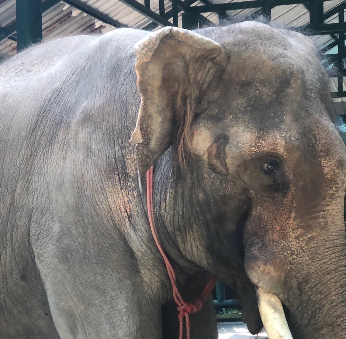 SoraidaSalwala's tweet photo. พลายโบโบ้/Bobo's in #Musth
#ตกมัน อีกแล้ว
พลายโบโบ้ป่วยเป็น #PTSD ด้วยนะคะ
ผอ.หมอเก๋อธิบายเรื่องการตกมันของโบโบ้ให้ทราบค่ะ
@FAEeleHosp https://t.co/4y6WxBxvqe