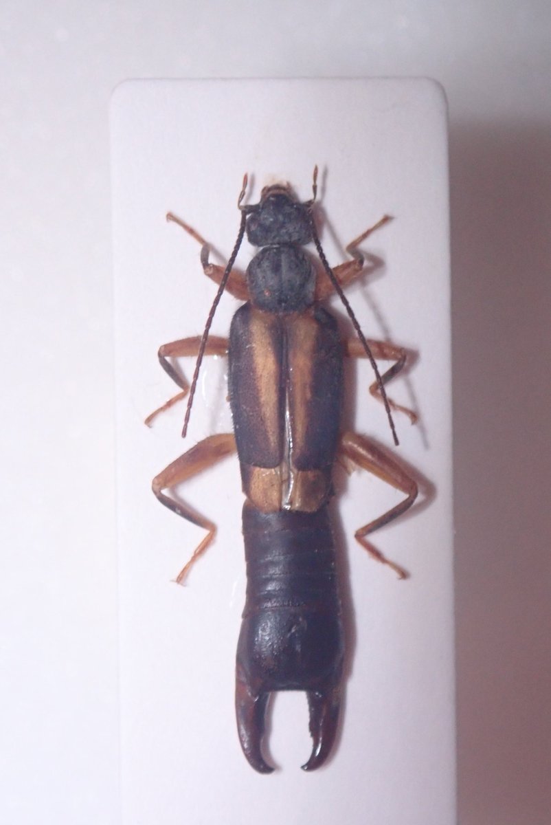 イシイ tweet media