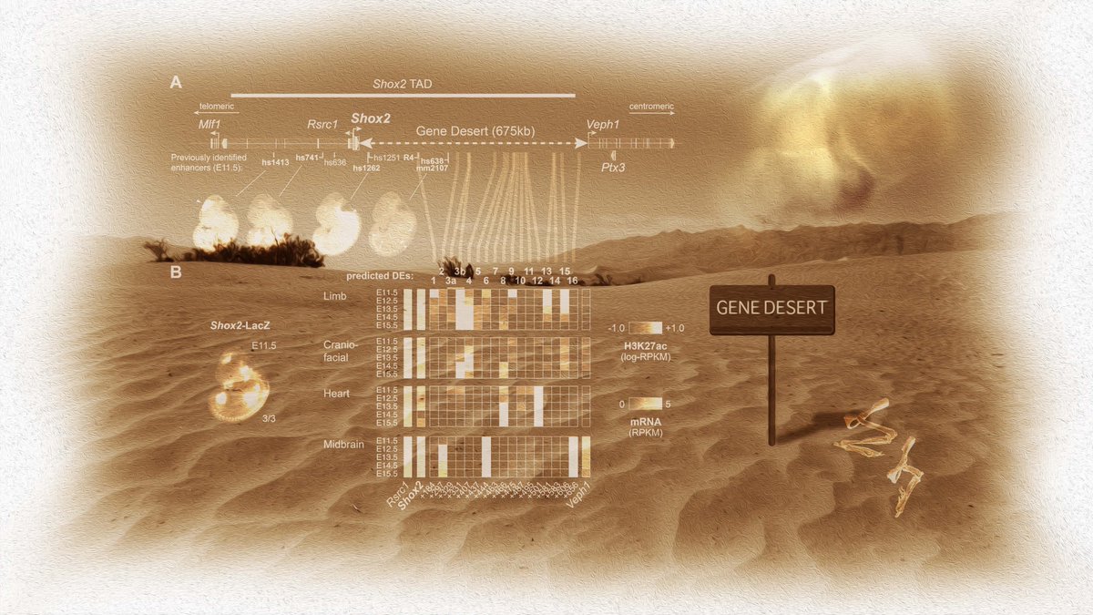 Marco Osterwalder (@m_osterwalder) on Twitter photo Huge thanks to <a href="/CalgaryCobb/">John Cobb</a> and his lab for an epic collaboration, as well as to <a href="/AxelVisel/">@AxelVisel.bsky.social</a> & <a href="/LenPennacchio/">Len Pennacchio</a> and their team. Big thanks also to <a href="/guillaumeandrey/">Guillaume Andrey</a>, <a href="/Raquel_Rouco/">Raquel Rouco, PhD.</a>, <a href="/F_Darbellay/">Fabrice Darbellay</a>, <a href="/diane_dickel/">Diane Dickel</a>, <a href="/JLopezrios_/">Javier Lopez-Rios</a>, Iros Barozzi and all other authors. Huge thanks to <a href="/CalgaryCobb/">John Cobb</a> and his lab for an epic collaboration, as well as to <a href="/AxelVisel/">@AxelVisel.bsky.social</a> & <a href="/LenPennacchio/">Len Pennacchio</a> and their team. Big thanks also to <a href="/guillaumeandrey/">Guillaume Andrey</a>, <a href="/Raquel_Rouco/">Raquel Rouco, PhD.</a>, <a href="/F_Darbellay/">Fabrice Darbellay</a>, <a href="/diane_dickel/">Diane Dickel</a>, <a href="/JLopezrios_/">Javier Lopez-Rios</a>, Iros Barozzi and all other authors.
