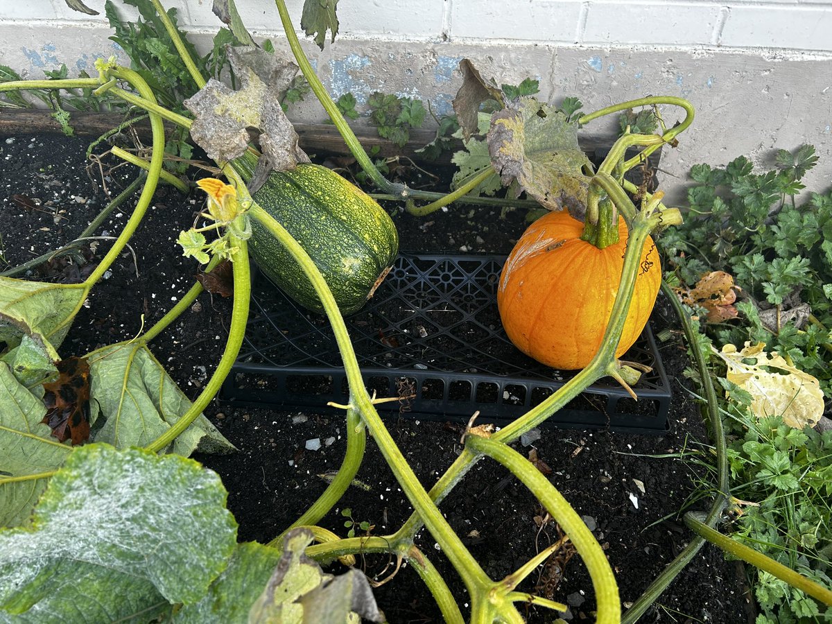 St Mary's Elementary tweet media