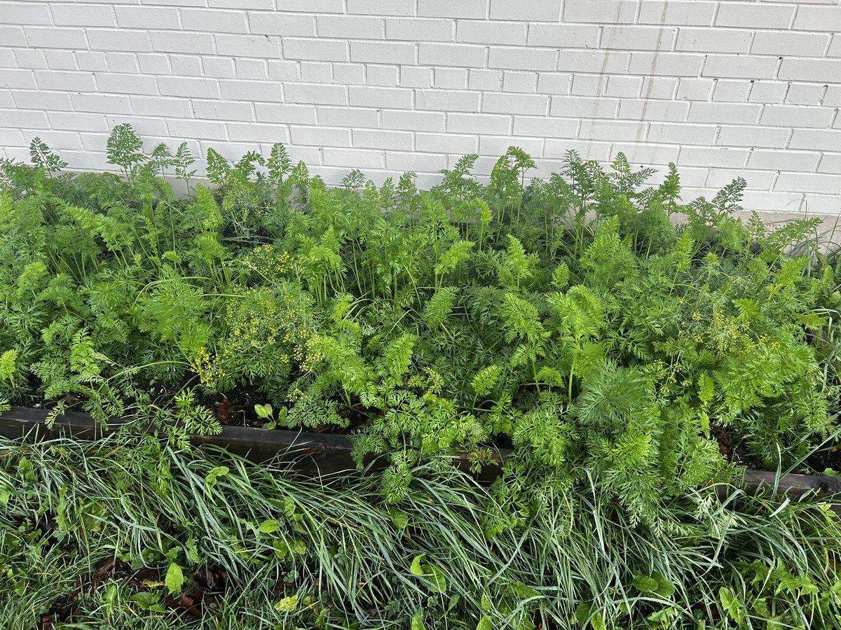 St Mary's Elementary tweet media