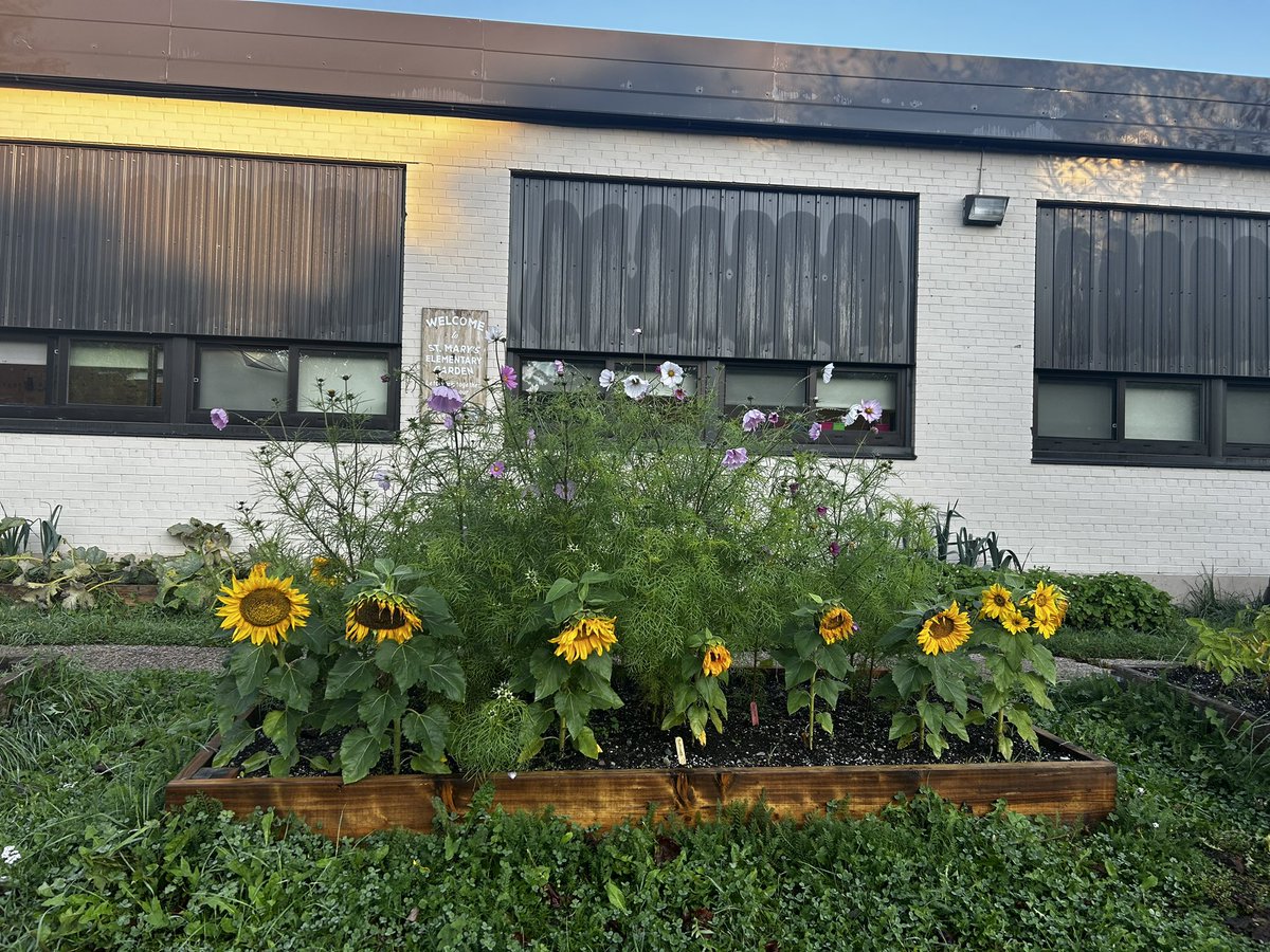 St Mary's Elementary tweet media