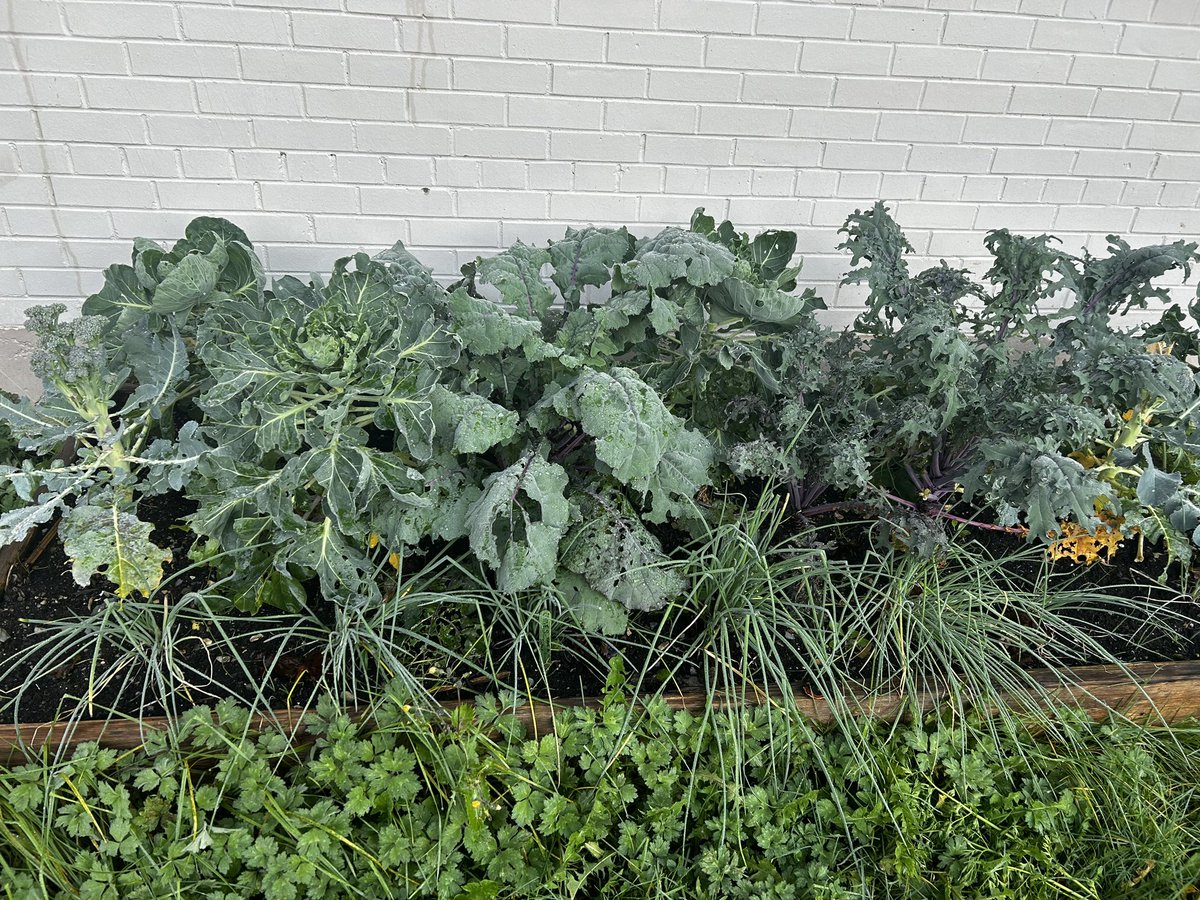 St Mary's Elementary tweet media