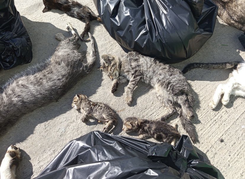 mmctc17's tweet photo. “ kedileri öldürmeyecekler ya köpekleri de ısırıyor diye öldürüyorlar zaten” diyen şerefsizler…! Yavru ve daha süt emen kedinin size ne gibi bir zararı oldu mesela ? Açıklayın lan… Allah belanızı versin..! En sevdiğinizle sınan.! https://t.co/FYkKEMjWrV