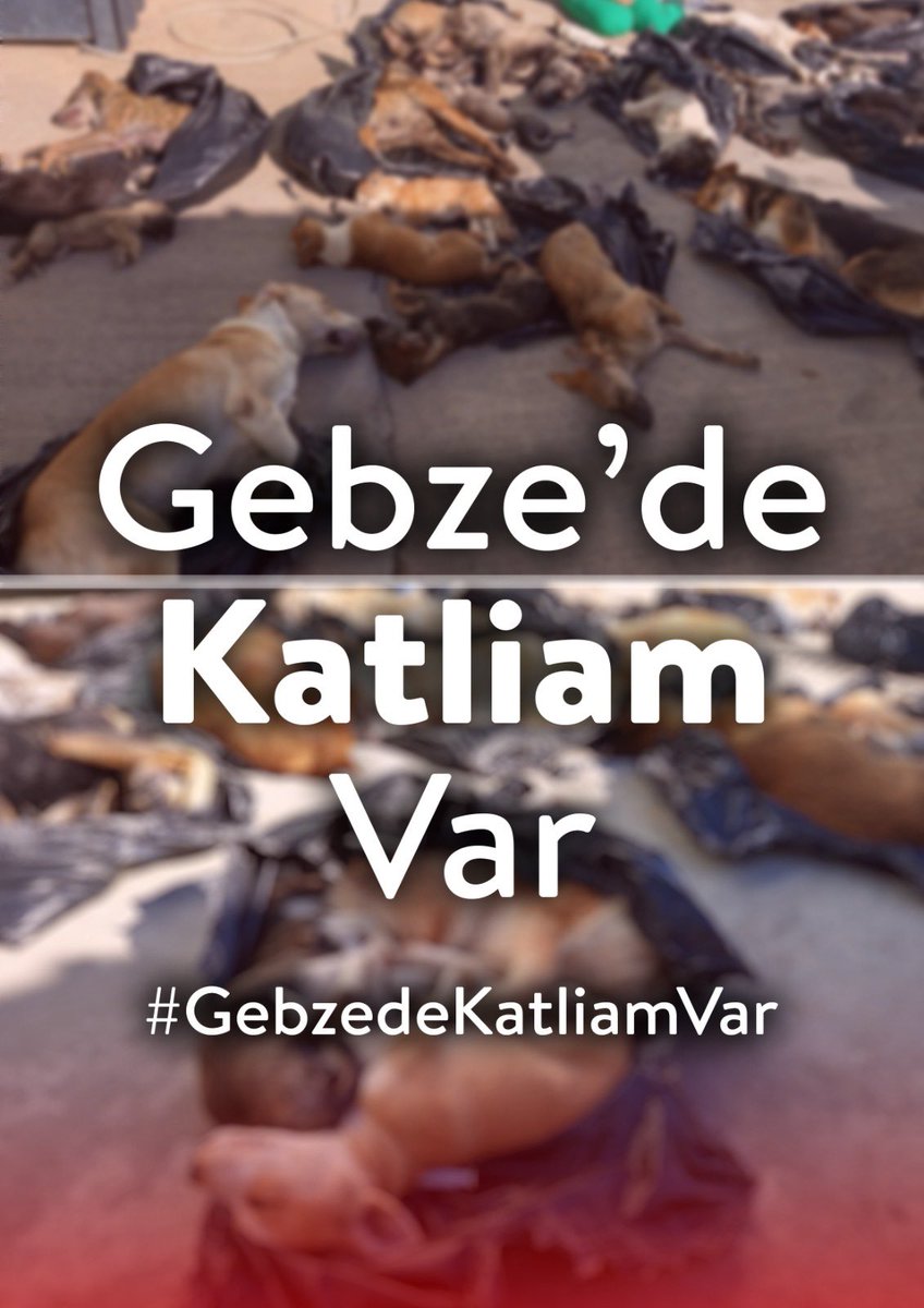 yasamicinyasa's tweet photo. Gebze Büyükşehir Belediyesi’ne ait ‘rehabilitasyon merkezinde , hayvanların tedavi edilmesi, kısırlaştırılması için geçici istasyon olması gereken yerde ‘hayvanlar iğnelerle öldürüldü!’.
 
Yaşamdan yana olan herkesi bu vahşete karşı ses çıkarmak için Gebze Rehabilitasyon merkezine bekliyoruz 📢🚨 

Katliam yasasının mimarlarına ve bu cinayetleri işleyen faillere sözümüz bitmedi :

Tarihe katil olarak geçeceksiniz! 
Hepiniz bir gün yargılanacaksınız!

#GebzedeKatliamVar
#AymYasayıİptalEt