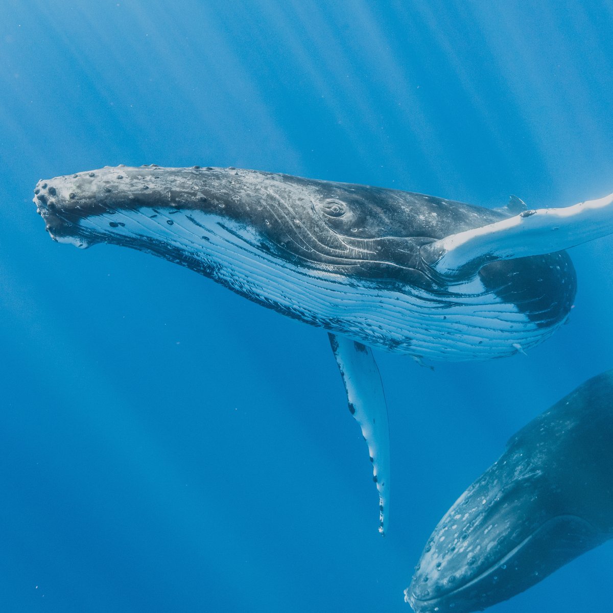 ¿Sabías que las ballenas pueden comunicarse entre ellas a través de sonidos que viajan miles de km bajo el agua? 🐋

Estos animales nos fascinan pero desde que vimos “The Whale Song” y descubrimos la magia de sus sonidos y melodías todavía nos encantan más 💙

📸 <a href="/theoceanagency/">The Ocean Agency</a>