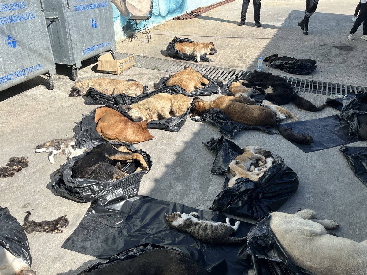 omer_art3's tweet photo. Daha kötü bir ana şahit olamam el kadar kedi köpekleri bile öldürmüşler! 
#GebzedeKatliamVar https://t.co/D6dinHVU8s