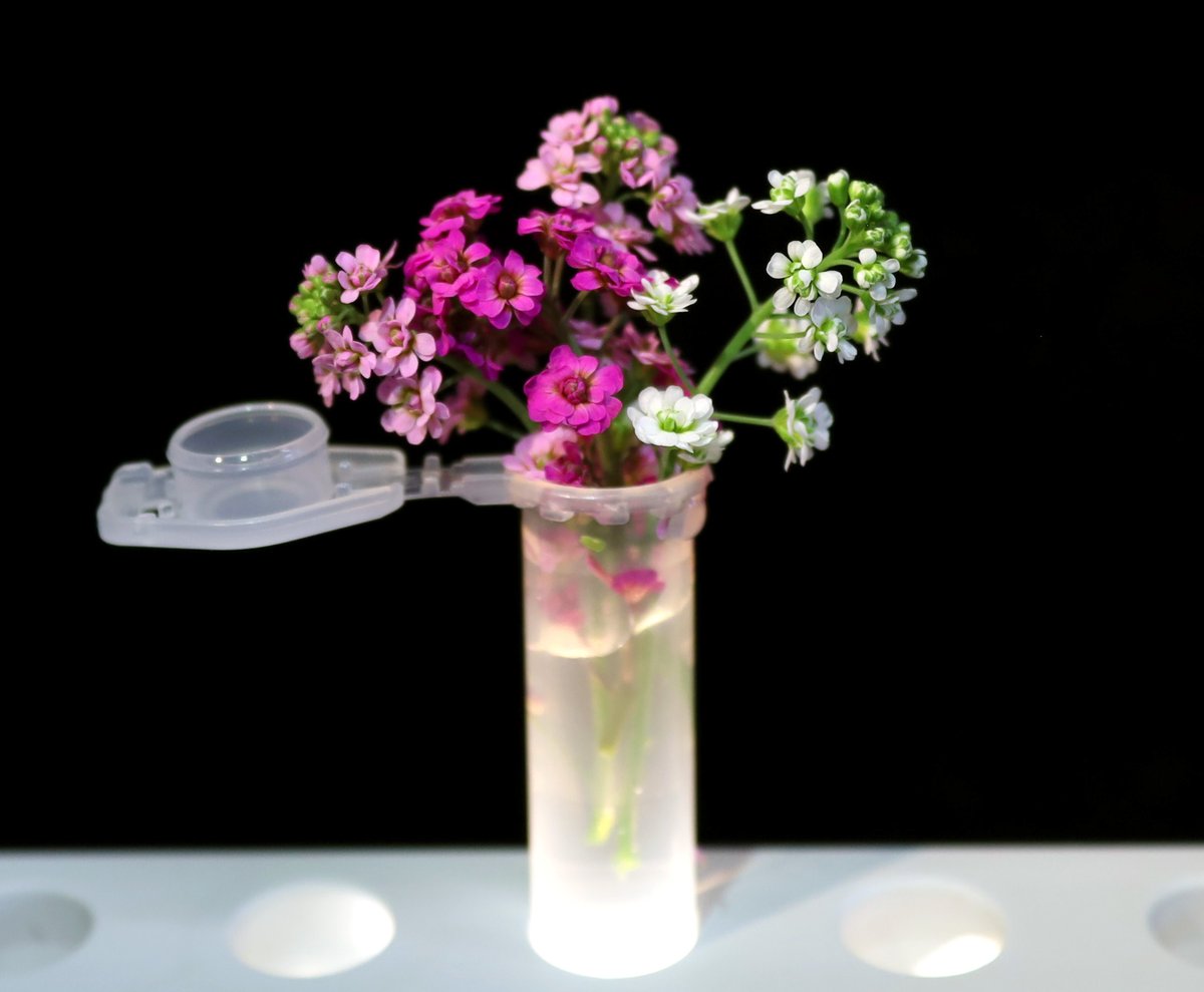 Nothing better than giving special people in the lab a little Eppendorf bouquet of special flowers :)