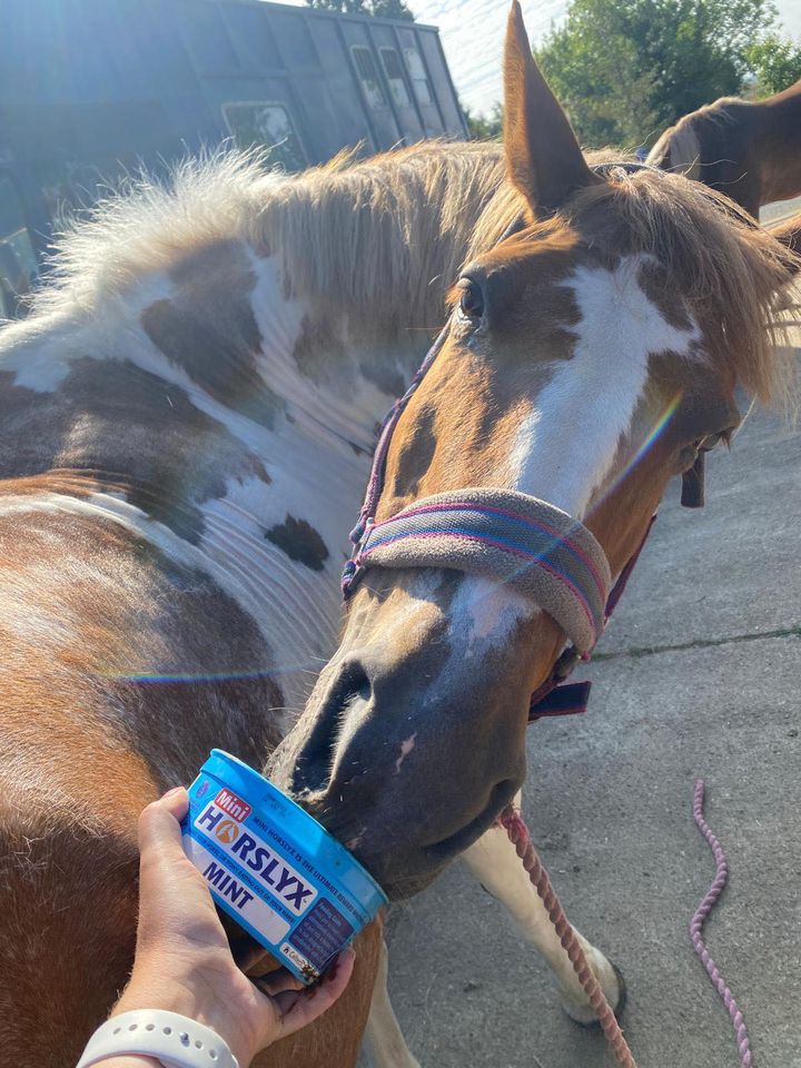 "9 year old gypsy cob Autumn loving the mint lick whilst doing her stretches" 

A big thank you to Rachel Gay for sharing this with us! 

Mini Horslyx is perfect for completing stretches. Its small, easy-to-handle tub allows you to hold each stretch for the optimum time needed.