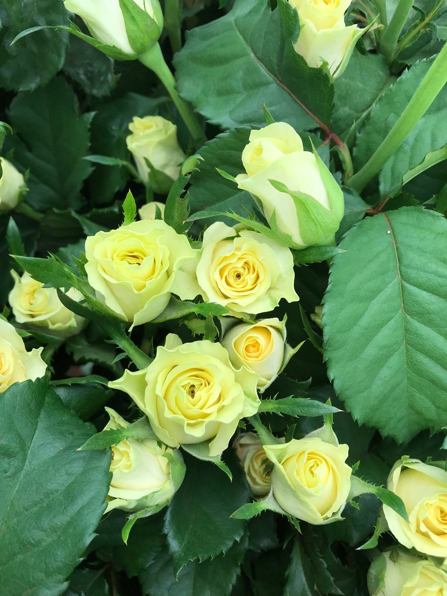 Consistent mildew control, season after season!

Revus®' unique LOK + FLO action provides long-term protection. 

Say hello to healthier plants! 
#AgriTech #RevusMildewControl