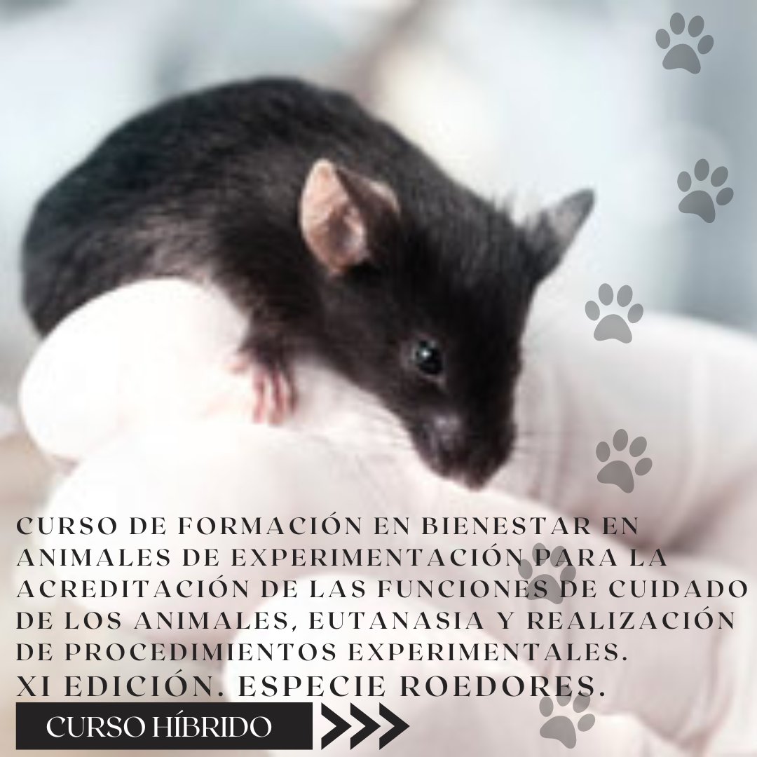 🐭
Edición 1⃣1⃣ del Curso de formación en bienestar en animales... dirigido a alumnos de #doctorado, #máster e #investigadores técnicos del laboratorio

➡️Reconocido por el IFAPA

✏️ bit.ly/4e6ULZi
ℹ️ wp.me/p6RSZR-1pq
📍 Facultad de Medicina UCA

#roedores