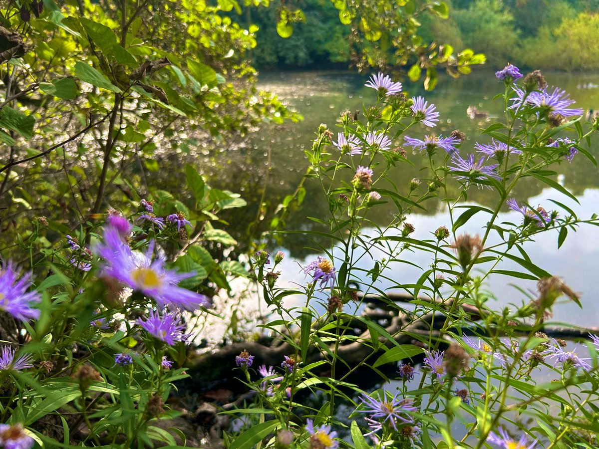 Wildflowers by the water’s edge 

 #wildflowers #water #NatureLover #FridayVibes