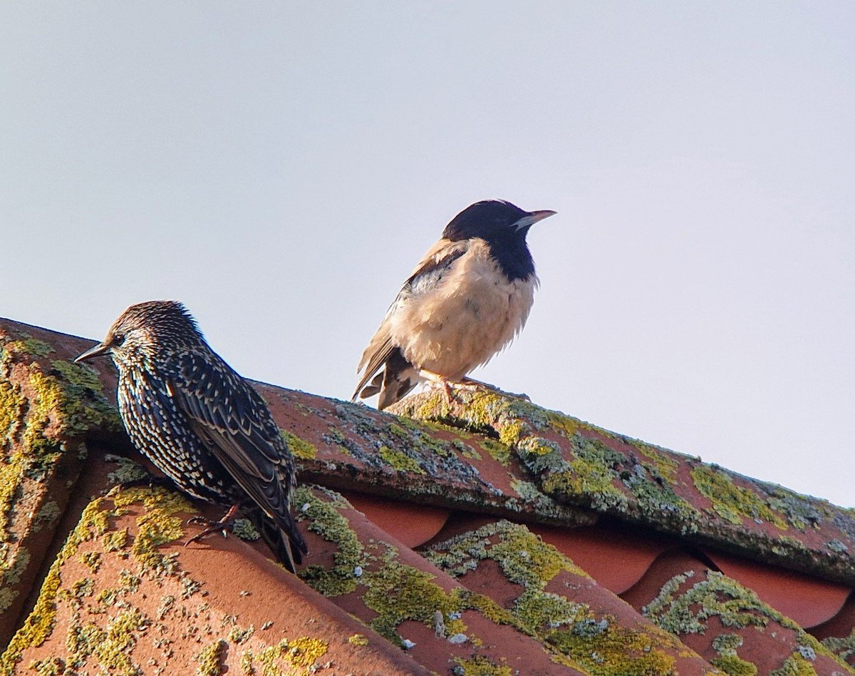 Een fraaie roze spreeuw op #Texel, en dat op #ComingOutDay! 😀 #vogelskijken <a href="/waar/">waar!</a>