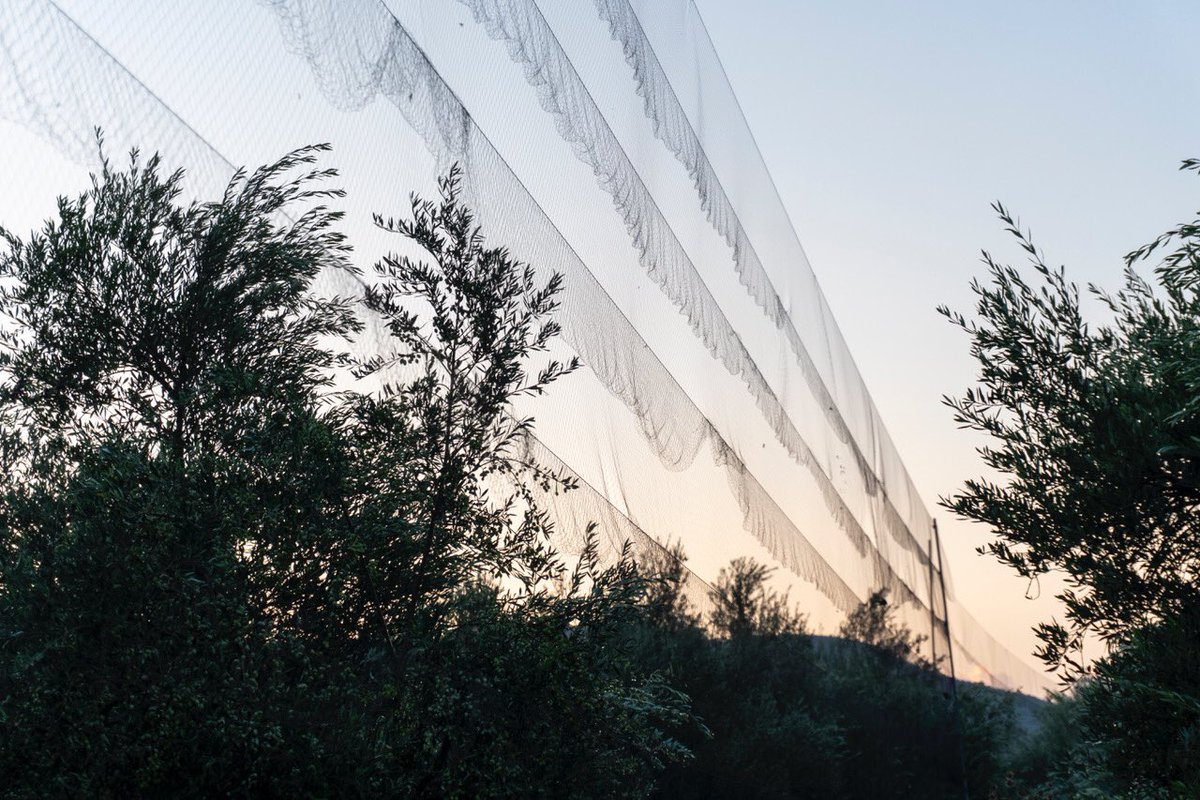 CABS_REPORTS's tweet image. ⚠️📰 Press Release 11.10.2024

552 protected birds released and 25 poachers convicted amid massive spike in illegal bird trapping in #Cyprus Republic – CABS. 

882 limesticks, 51 nets and 40 bird callers seized by authorities within 30 days 👉 komitee.de/de/aktuelles/p…