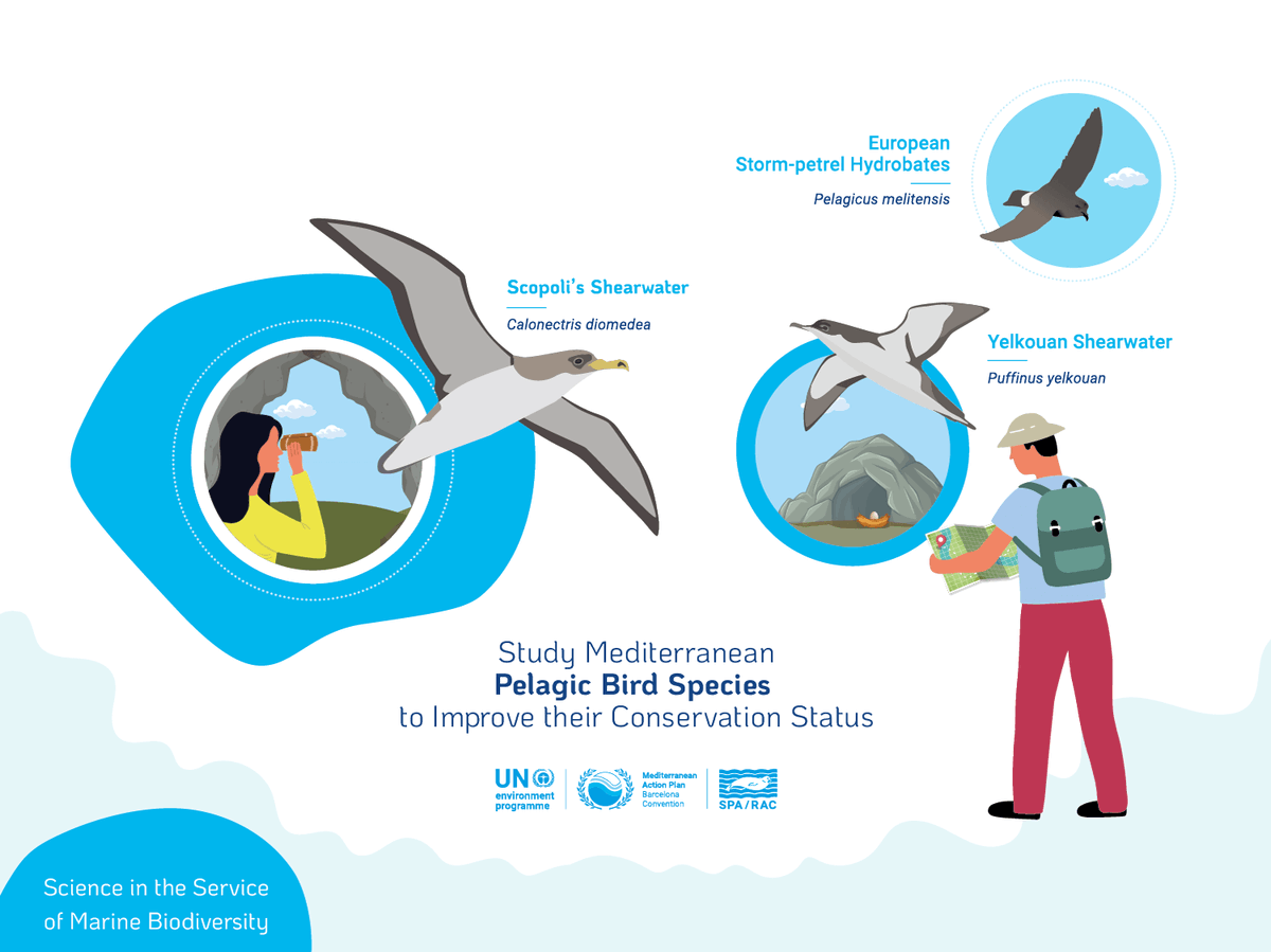 🔵This weekend, we celebrate Global Bird Weekend and Bird Migratory Day! If you're near sea cliffs or rocky islands, look out for pelagic bird species. The Mediterranean hosts important breeding colonies. Studying their habitats is crucial for conservation. 🐦🌊
