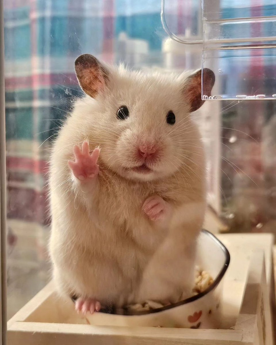 Making my best <a href="/cz_binance/">CZ 🔶 BNB</a> impression. Hope I'll get some moneys too...