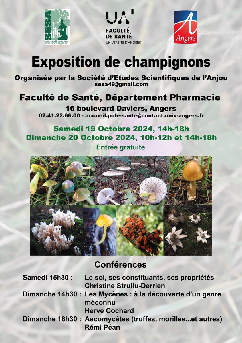 📢 Exposition de champignons 🍄  

📌 @FacSante_Angers (16 Bd Daviers, Angers)
📅 Samedi 19/10 et dimanche 20/10
👉 Des conférences et des passions seront au RDV !

cc <a href="/UnivAngers/">Université d'Angers</a> <a href="/Angers/">Ville d'Angers</a> <a href="/Soc_Myco_Fr/">Société Mycologique de France</a> <a href="/MOOCChampignons/">MOOC-Champignons</a>