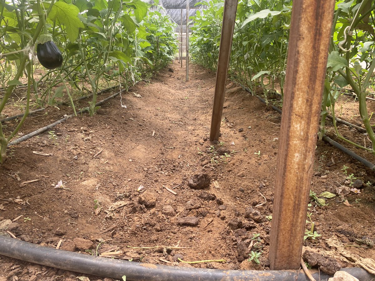 mohamed92494949's tweet photo. Happy Friday Farmers 
Crop Scouting 
Mogadishu, Somalia https://t.co/KNZNULTLh7