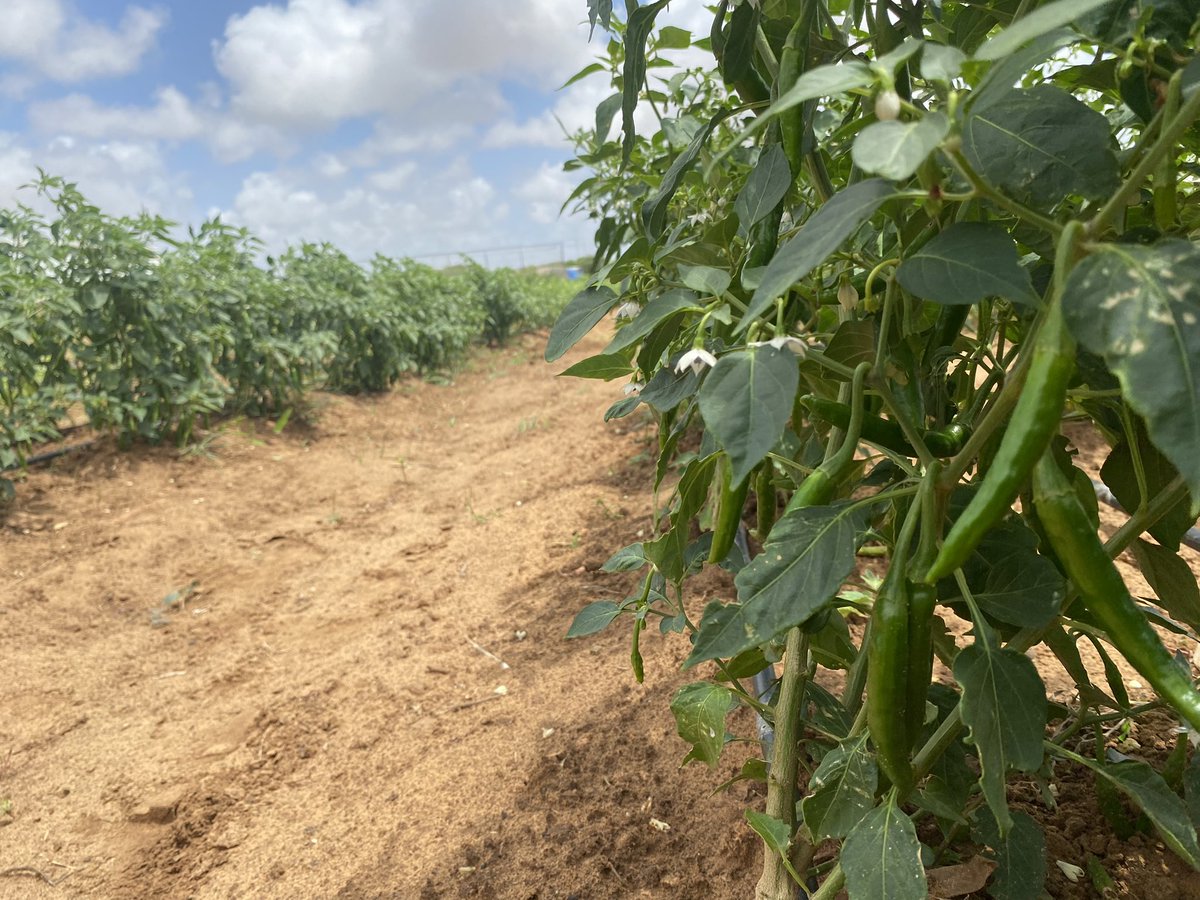 mohamed92494949's tweet photo. Happy Friday Farmers 
Crop Scouting 
Mogadishu, Somalia https://t.co/KNZNULTLh7