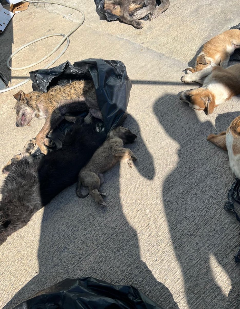 Bebek lan o bebek ! 
ALLAH SİZİN BELANIZI VERSİN <a href="/gebze_belediye/">Gebze Belediyesi</a>  si !