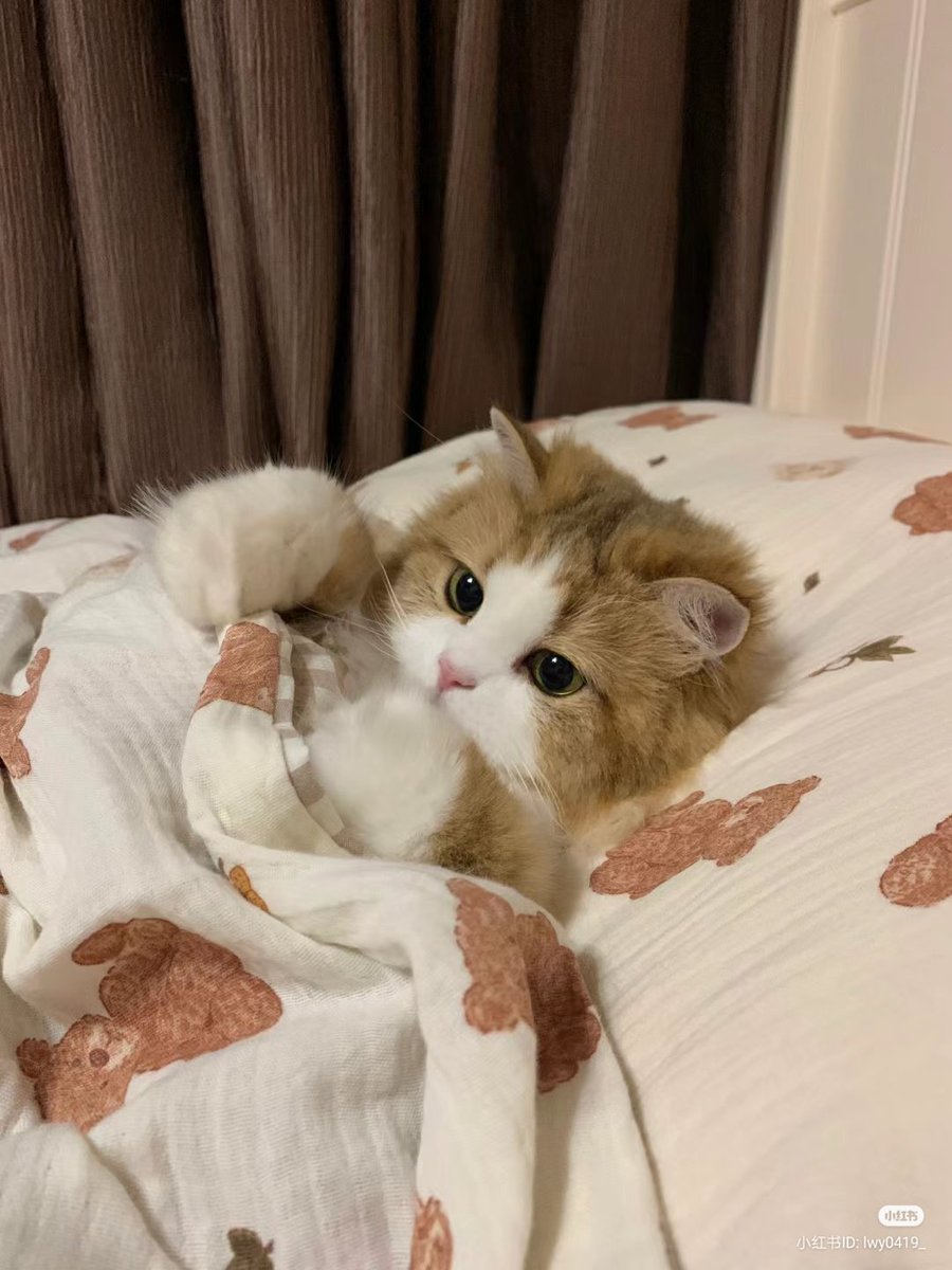 TheCatsX's tweet photo. Mood https://t.co/3fjgeLe7CI