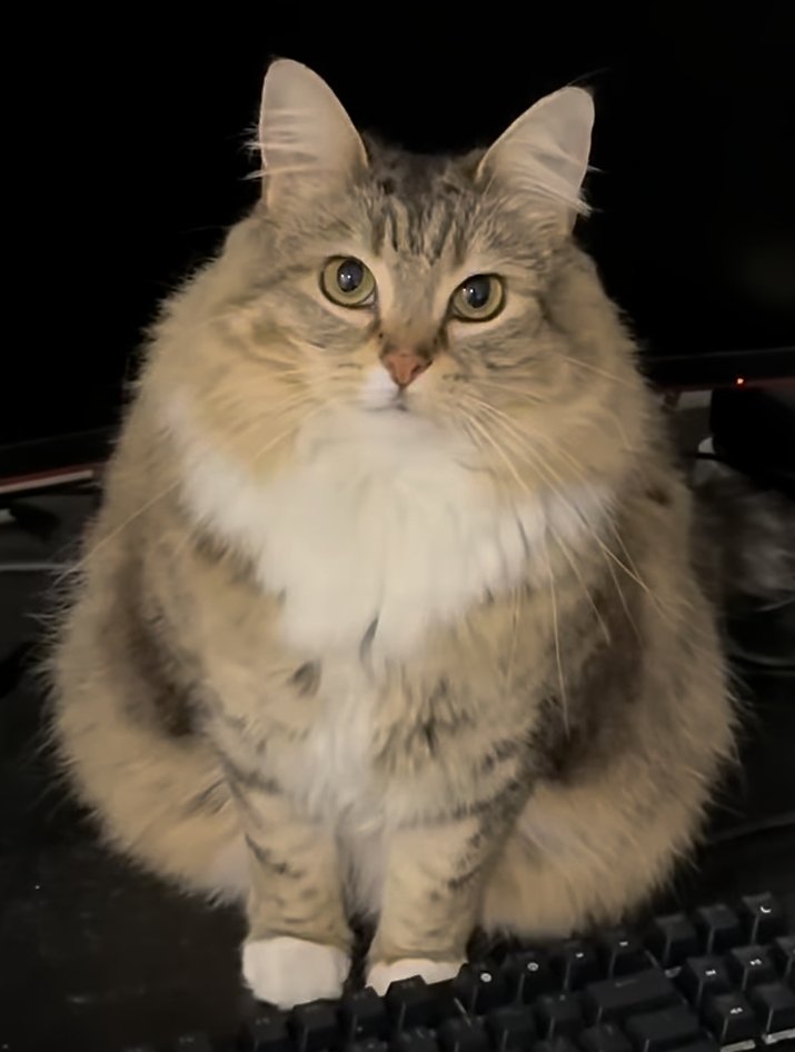 "i sure wish there were a cheap and filling on-the-go rice snack"

the delectable onigiri: