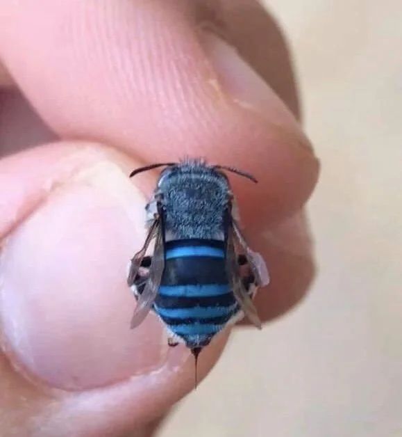 Not all bees are yellow and brown. This is a northern blue banded bee.