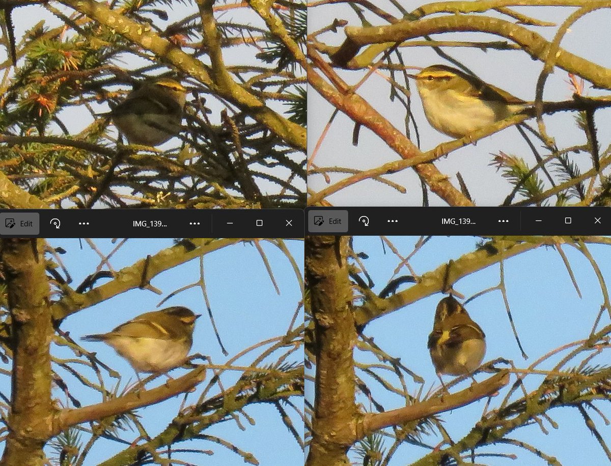DS (@_dsbirding) on Twitter photo Choosing to take today off work definitely paid off once again at Holyhead. <a href="/laurenevans217/">Lauren Evans</a> and I found this Pallas's Warbler in the plantation at South Stack this morning. We are both very happy! Choosing to take today off work definitely paid off once again at Holyhead. <a href="/laurenevans217/">Lauren Evans</a> and I found this Pallas's Warbler in the plantation at South Stack this morning. We are both very happy!