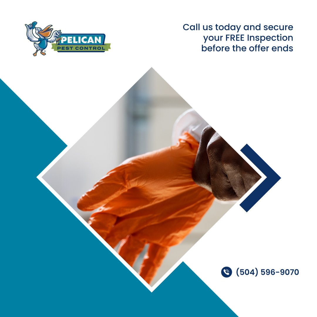 PelicanNOrleans's tweet image. 🎉 Free Pest Inspection Alert! 🎉

Worried about pests? Get a FREE Pest Inspection for your home or business!

pelicanpestcontrol.com/contact-us

#FreeInspection #PestControlOffer #PestAssessment #ProtectYourSpace #PestControlPromo #neworleans #exterminator #...