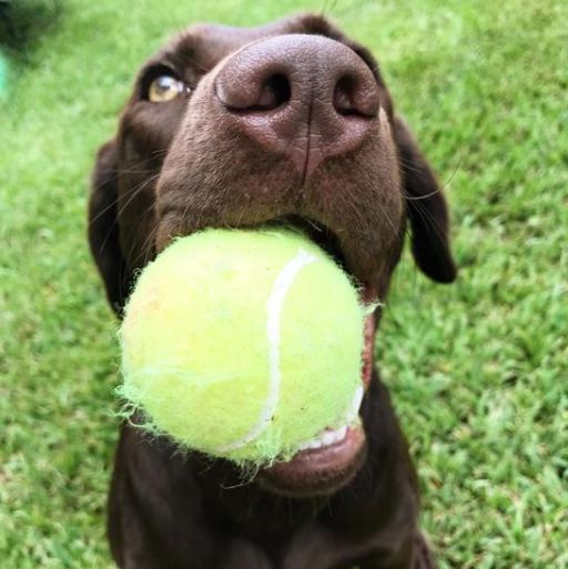 dogandwhistleco's tweet image. What&apos;s Your Dog&apos;s Favorite Game?

🐶Weekends are for playtime! 🐾What&apos;s your dog&apos;s favorite game? Fetch, tug-of-war, or maybe just lounging? Share below!⬇️Let’s get ready to celebrate National Fetch Day next Saturday! 🎾
#DogGames #FetchDay #WeekendVibes #PetCommunity