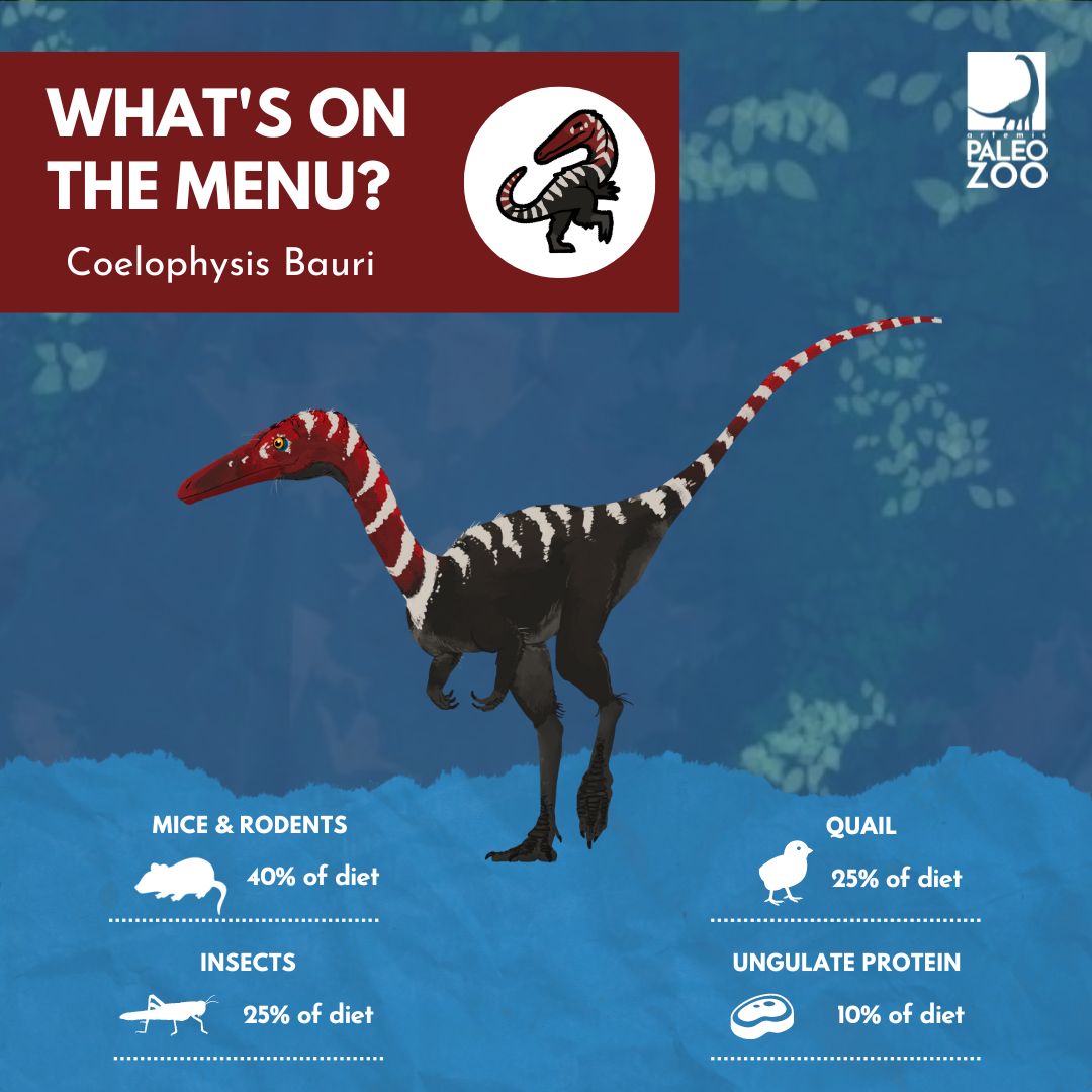 A speedy hunter, the #ArtemisPaleozoo's Coelophysis have a high metabolism that is met with a carnivorous diet. Focusing on small food items, animal care staff reflect the ecology of this species as it once roamed Late Triassic North America. 🐁🦗
