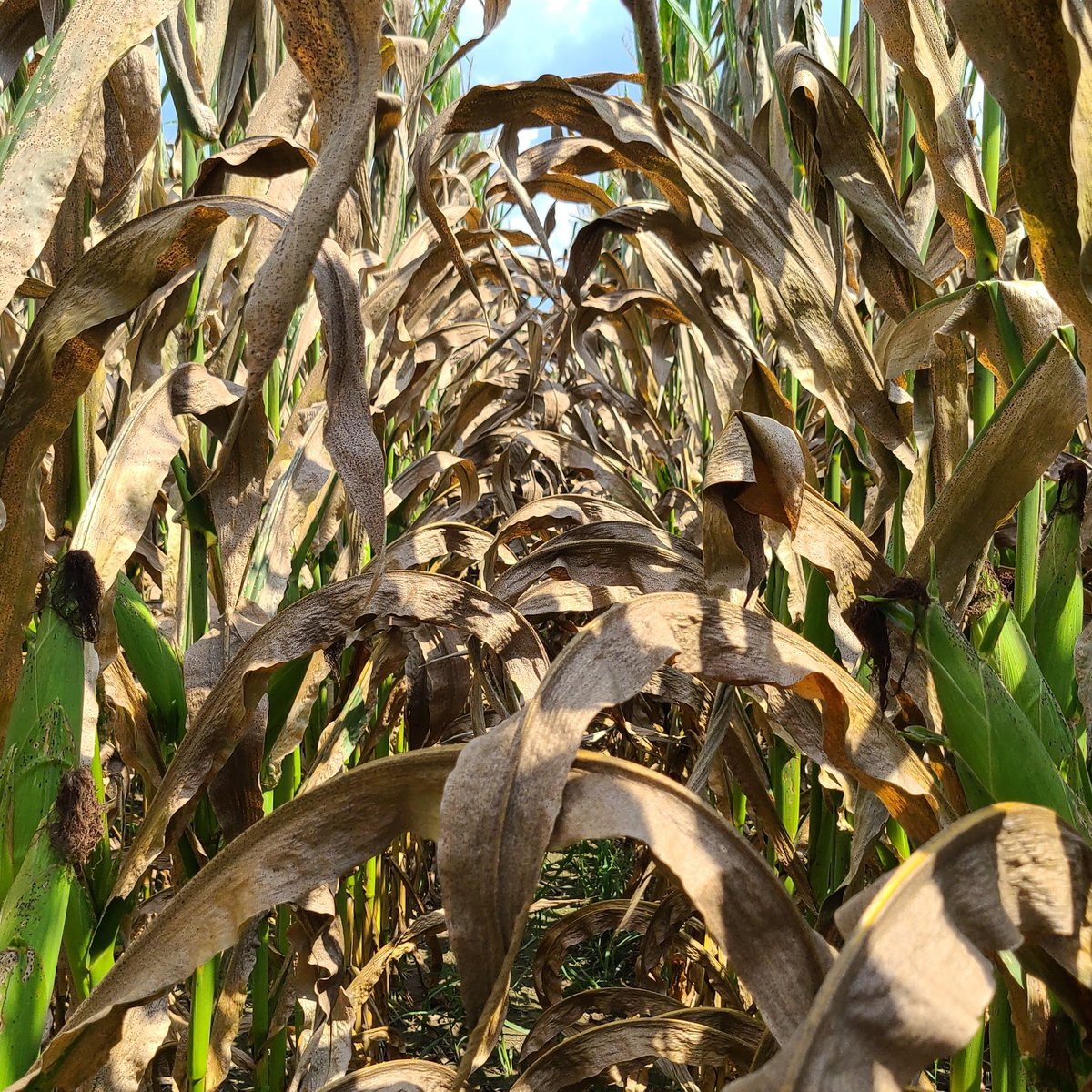 Darcy Telenko (@dtelenko) on Twitter photo We have officially confirmed tar spot in all 92 counties in Indiana for the first time in a single year. There are differences across the state on yield impacts, from little to no loss up to reports of 100 bu/A. It will be a busy winter discussing future management options. We have officially confirmed tar spot in all 92 counties in Indiana for the first time in a single year. There are differences across the state on yield impacts, from little to no loss up to reports of 100 bu/A. It will be a busy winter discussing future management options.