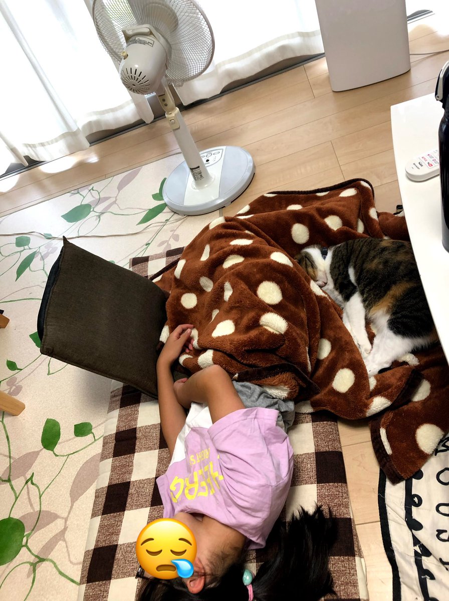 catex09's tweet photo. 娘とお昼寝中ー💤
昼も夜も一緒に寝てます😄

#ほごねこ #ねこのいる幸せ #ねこ #かわいい #いやし #ほごねこ https://t.co/uQDX11HY2y
