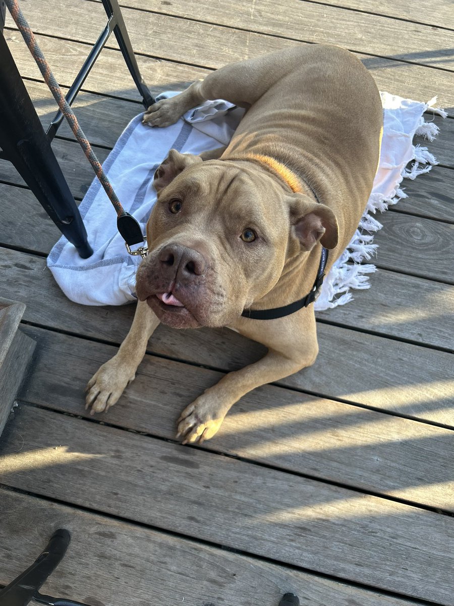 GrubDawgs's tweet image. Do you love your dog? Then quit serving them crunchy cardboard—give ‘em real food! 🐾 

Check out our fresh, nutritious meals at grubdawgs.com 👈

#RealFoodForDogs #dogsarefamily #DogLife #dogsontwitter #doglovers