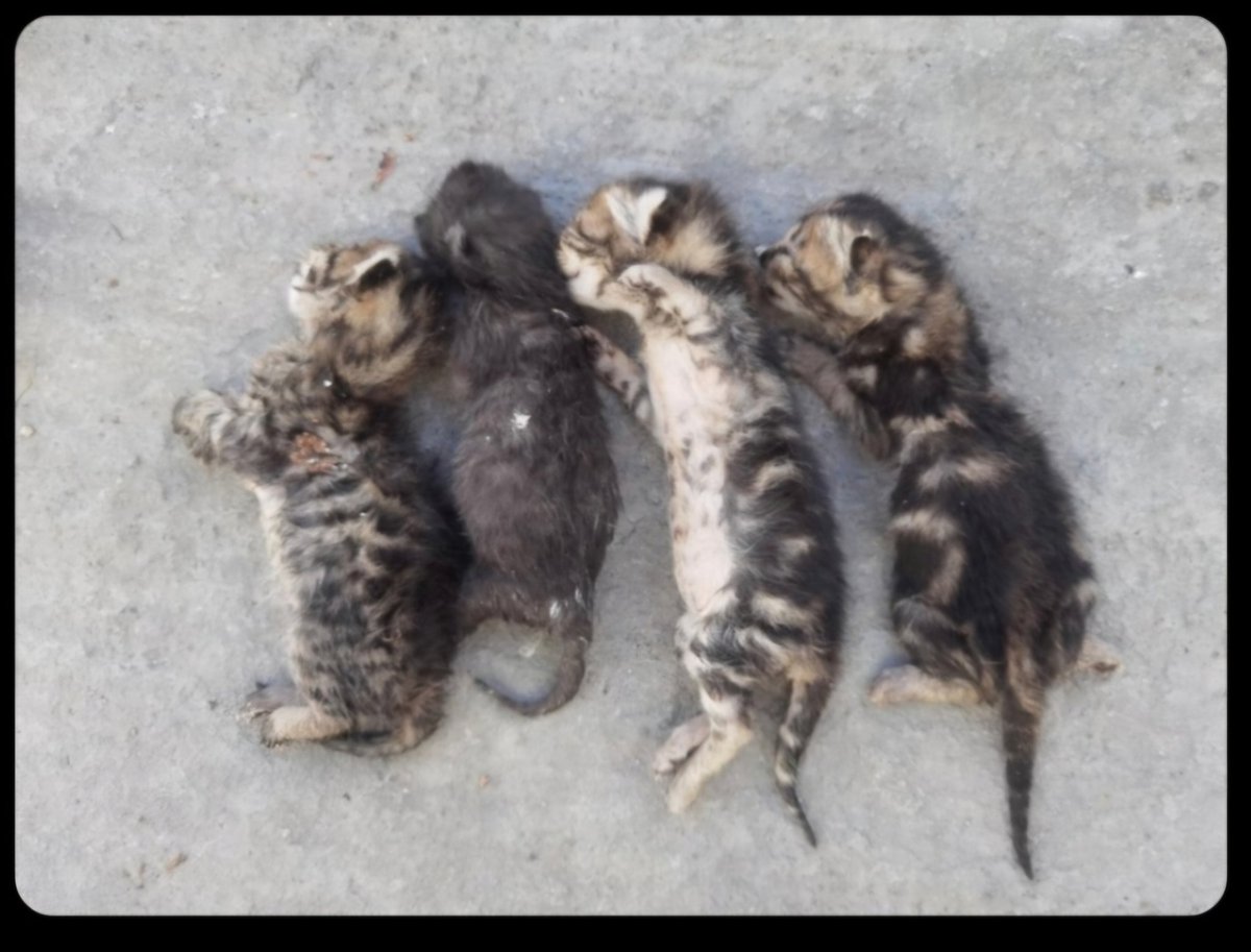 Bu durumun siyasetle ya da sistemle hiçbir ilgisi yok! Eğer içinizde azıcık insanlık ya da bir canlıya dair bir duygu kalmışsa, hala nefes alıyor ve kalbiniz atıyorsa, bu görüntülere ve olanlara sessiz kalamazsınız. Sessiz kalmak, yok olmaktan farksızdır! #GebzedeKatliamVar