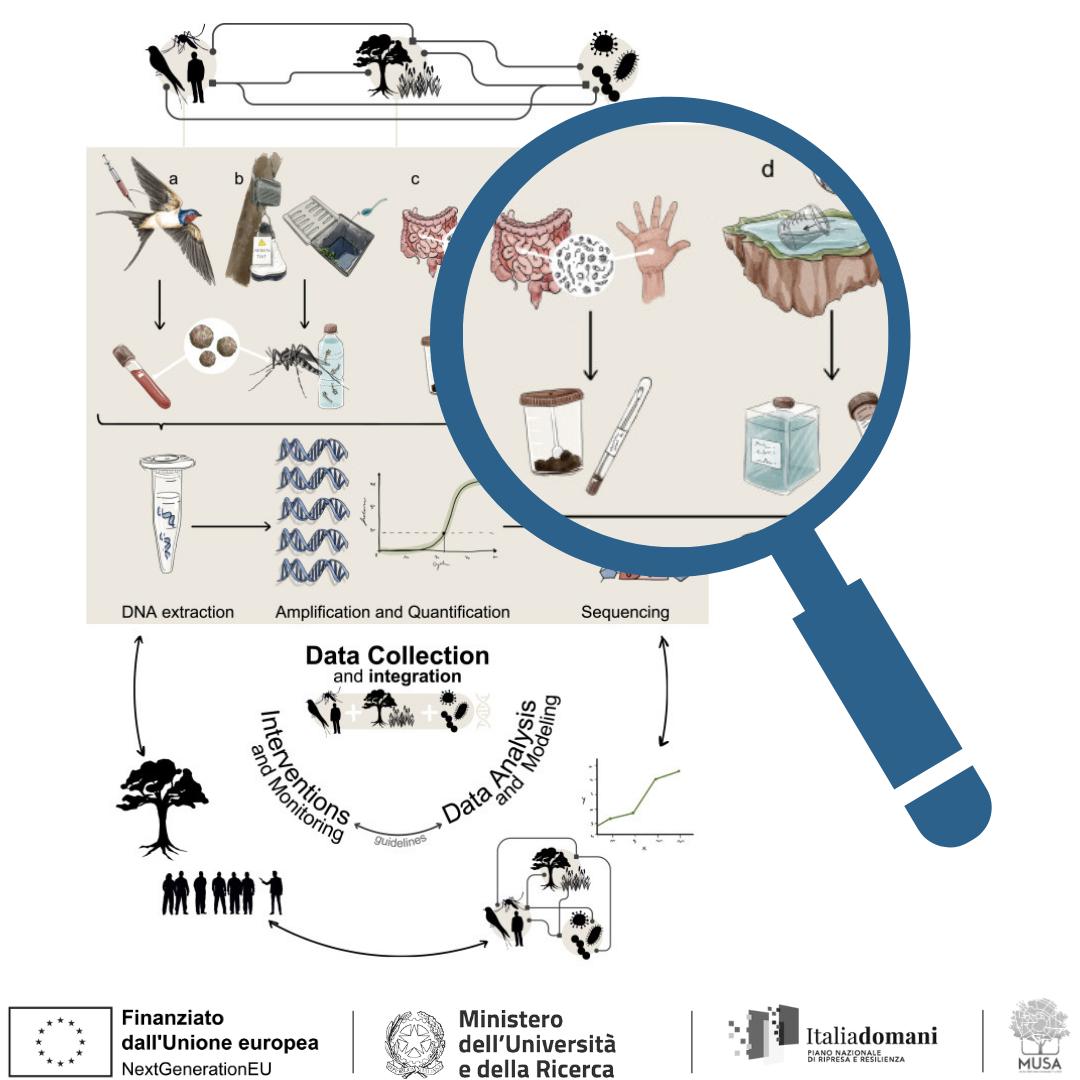 BiomeResearch's tweet photo. We are proud to share our latest perspective paper! Lead by our team, it condenses the work of scientists from @unimib, @LaStatale and POLIMI. Check it out: https://t.co/XDhKCnbmL5 https://t.co/Trx4WmYZqp