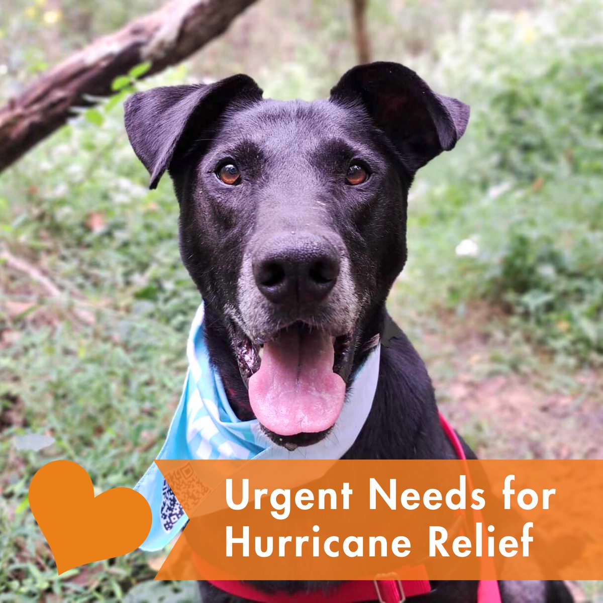 KY Humane Society (@kyhumane) on Twitter photo Our hearts go out to all of the people and animals impacted by Hurricanes Helene and Milton. We are partnering with <a href="/BISSELLPets/">BISSELL Pet Foundation 🐶🐱</a> to bring animals - all of whom were unowned when the storms hit - to KHS.
Learn more about how you can help by visiting kyhumane.org/hurricanehelp Our hearts go out to all of the people and animals impacted by Hurricanes Helene and Milton. We are partnering with <a href="/BISSELLPets/">BISSELL Pet Foundation 🐶🐱</a> to bring animals - all of whom were unowned when the storms hit - to KHS.
Learn more about how you can help by visiting kyhumane.org/hurricanehelp